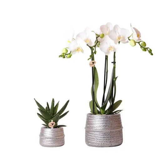 Exotenherz Zimmerpflanze Set mit Phalaenopsis Orchidee und Crassula Ovata - Zimmerpflanzen Set mit einer eleganten Phalaenopsis Orchidee und einer robusten Crassula Ovata, ideal für hellen Standort ohne direkte Sonne.