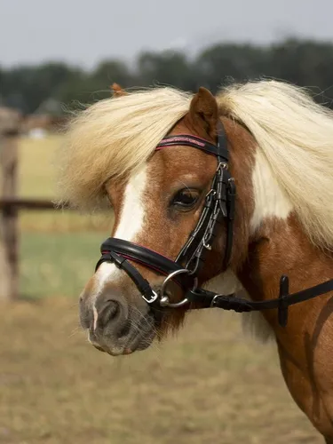 BUSSE Trensenzaum Busse Trense LITTLE schwarz MSH - Zahnpflegeartikel für Pferde, mit hochwertiger Verarbeitung und optimaler Passform für besten Komfort.