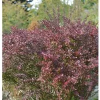 Beberitze Coral 15-20cm - Berberis thunbergii
