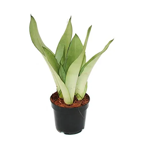 Sansevieria trifasciata