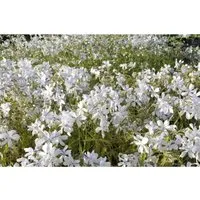 Phlox divaricata 'White Perfume' – Duft-Phlox im 9 cm Topf - Elegante Gartenstaude mit reinweißen, duftenden Blüten, ideal für Beetränder oder als Bodendecker im Halbschatten. Perfekt für Gruppenpflanzungen oder als Solitär!