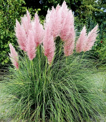 BALDUR Garten Rosa Pampasgras, 5 St., immergrün und pflegeleicht - Das Rosa Pampasgras begeistert mit auffälligen, rosafarbenen Blütenwedeln im Sommer und bleibt auch im Winter ein Blickfang. Ideal als Solitärpflanze für jeden Garten und winterhart sowie pflegeleicht.