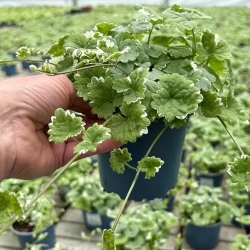 Produktbild Weißbunter Gundermann 'Variegata', Topf-Ø 12 cm, 6 Pflanzen
