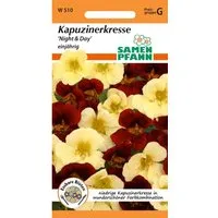 SAMEN PFANN Kapuzinerkresse Night & Day