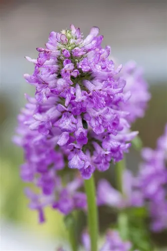 Pflanzen für Dich Staude Stachys monnieri Hummelo, 1 St., Ziest, Heil-Ziest