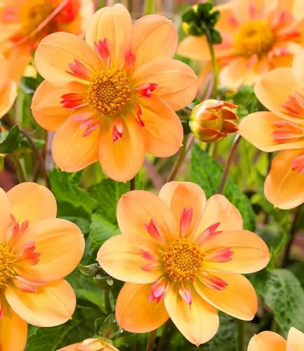 BALDUR-Garten Pflanzen von BALDUR-Garten