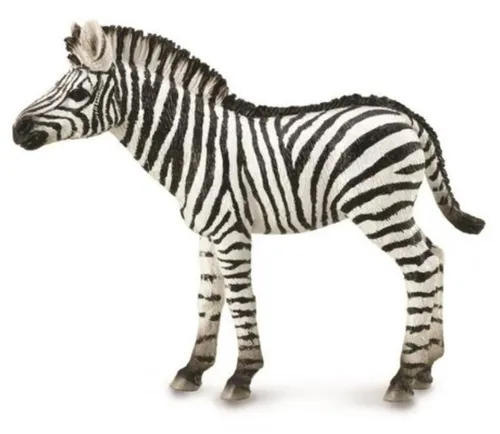 Zebrafohlen