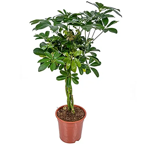 Bloomique - Schefflera Arboricola - Strahlenaralie - Zimmerpflanzen - Luftreinigend - Pflegeleicht - 60-80 cm Hoch - Topf 19 cm
