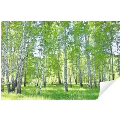 Wallarena Fototapete Wald Birkenwald Birken Sonne Natur 3D EFFEKT Wohnzimmer Schlafzimmer, Glatt, Wald, Tapete inklusive Kleister Vliestapete Motivtapete 4.16 m x 2.9 m