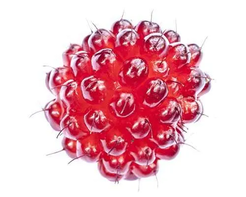 Japanische Weinbeere (Rubus phoenicolasius) 30-35 cm – winterharte, mehrjährige Beerenpflanze im Topf – süße vitaminreiche Früchte – ideal für Garten & Balkon