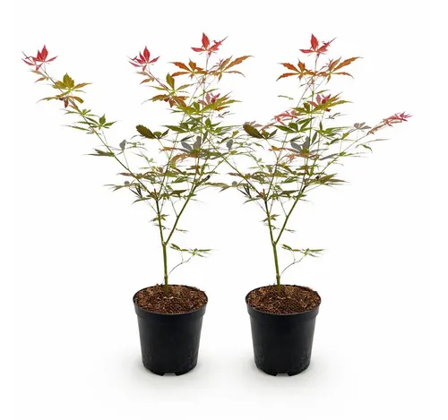 Exotenherz Beetpflanze Acer palmatum 