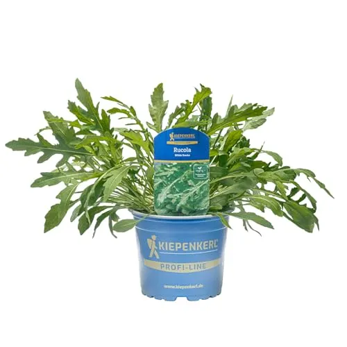 Kiepenkerl Wilde Rauke Rucola Pflanze Diplotaxis tenuifolia pikant aromatisch 12cm Topf