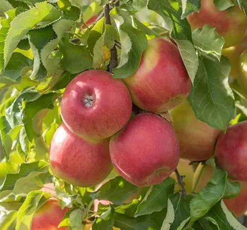 Bäume Rot von ARTland