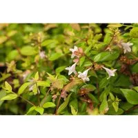 Abelia grandiflora, Glanzmispel – Immergrüne Schönheit - Blumen & Stauden – Die Großblütige Abelia begeistert mit langen Blütezeiten und duftenden Blüten, ideal für Garten und Balkon. Winterhart bis -10 °C und pflegeleicht!