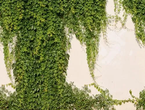Livingwalls Vliestapete Efeu in Creme und Grün - Tapete für verschiedene Räume, leicht anzubringen und abziehbar. Schafft eine elegante Atmosphäre mit brillanten Farben und floralen Mustern.