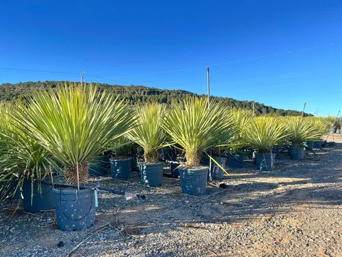 Sunny Tree in grün von Sunny Tree