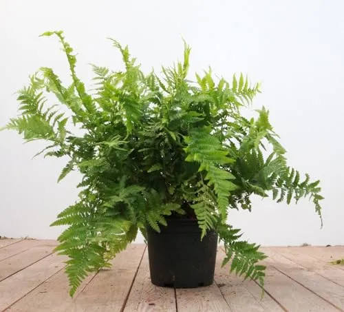 Dryopteris filix-mas 30–40 cm – Winterhart, Mehrjährig, Pflegeleicht – Echter Wurmfarn – Schattenpflanze für Beet & Unterpflanzung