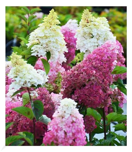 BALDUR Garten Freiland-Hortensie 