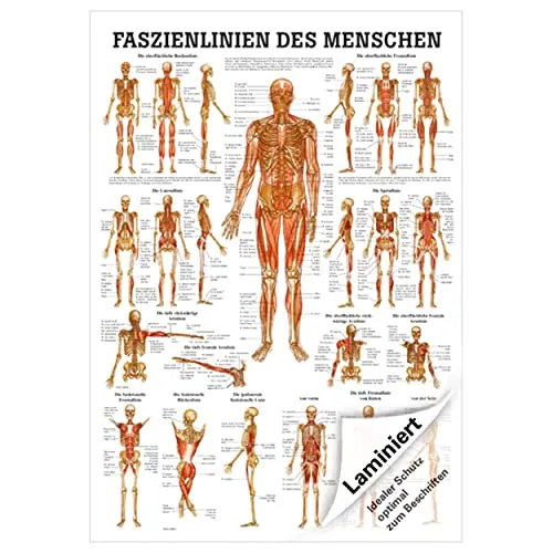 Rüdiger Mini-Poster Faszien des Menschen, LxB 34x24 cm