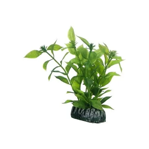 Hobby Dekopflanze Hygrophila - 13 cm