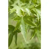 Liquidambar styraciflua