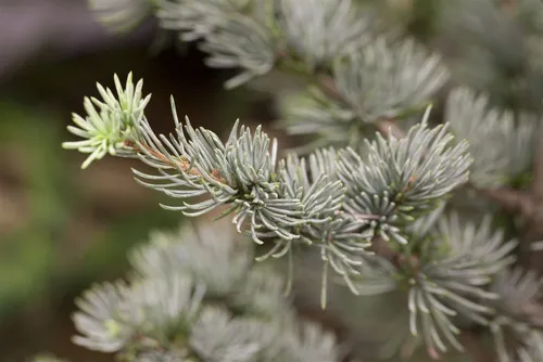 Blaue Atlas-Zeder Cedrus atlantica Glauca, 1 St. - Ziergehölz mit bläulich-silbernen Nadeln, ideal für große Gärten. Pflegeleicht und winterhart, bringt Eleganz und Biodiversität in jeden Garten.