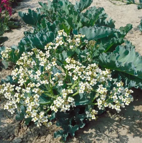 Pflanzen Weiß von PlantaPro