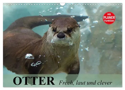 Otter. Frech laut und clever (Wandkalender 2026 DIN A3 quer) - Wandkalender mit putzigen Ottern, ideal für Tierliebhaber und als Geschenk. 11. Edition für 31.99 € im Bereich Kalender > Belletristik.