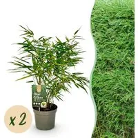 Exotenherz Fargesia Rufa Bambus 2er Set 60 cm - Beliebte nicht ausläufertreibende Bambusart im 2er Set, ideal für Sichtschutz und harmonische Gestaltung. Pflegeleicht und robust, mit einer Höhe von 60 cm für sofortige Wirkung im Garten oder auf der Terrasse.