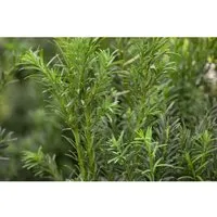 Pflanzen für Dich Konifere Taxus baccata Schwarzgrün - Elegante Eibe für Garten und Terrasse - Ziergehölze: Die immergrüne Taxus baccata ‘Schwarzgrün’ überzeugt mit dichten, dunkelgrünen Nadeln und hervorragender Schnittverträglichkeit, ideal für Hecken und formale Gestaltungen.