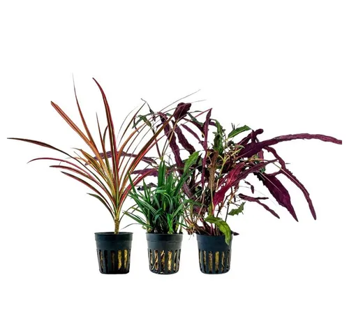 Aquaone Wasserpflanze Pflanzen Set mit 3 Terrarienpflanzen Nr.277