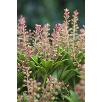 Pieris Japonica Purity Japanische Lavendelheide Weiß 30–40 cm