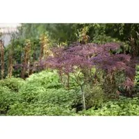 Japanischer Ahorn Acer palmatum Inaba-shidare, 1 St. - Fächerahorn mit edlem Blattschmuck - Ziergehölze mit eleganter, schirmförmig überhängender Wuchsform und intensiv purpurrotem Laub, ideal für Solitärpflanzungen im Garten oder Kübel auf der Terrasse.