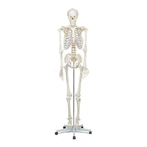 Elementary Anatomy Skelettmodell – Lebensgroßes menschliches Skelett Anatomie Modell, beweglich & abnehmbar mit Armen, Beinen & Schädel, stabiler Ständer, 2 Lehrtafeln, haltbares PVC für Unterricht