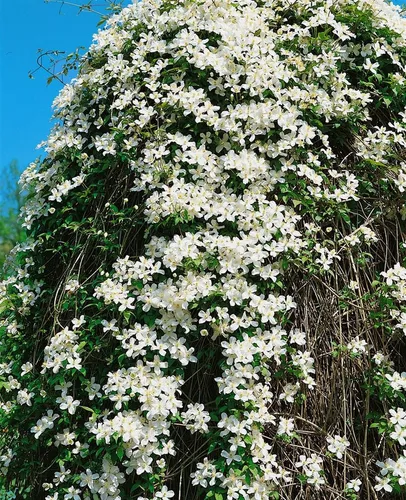 Clematis Montana Grandiflora - Weiße Berg-Waldrebe 100–150 cm - Die Clematis montana ‘Grandiflora’ begeistert mit großen, reinweißen Blüten und üppigem Wachstum. Ideal für Rankgerüste und als Blickfang im Garten, bringt sie romantisches Flair und ist winterhart.