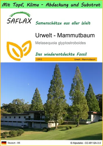 SAFLAX Blumensamen SAFLAX - Garden to go - Urwelt - Mammutbaum