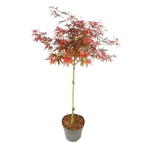 Japanischer Ahornbaum Acer palmatum 'Shaina' von Plant in a Box