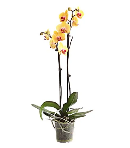 Dehner Schmetterlingsorchidee, zweitriebig, gelbe Blüten, ca. 50-60 cm, Ø Topf 12 cm, Zimmerpflanze
