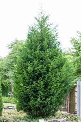 Cupressocyparis leylandii 100-125 cm - Heckenpflanzen – Die Leyland-Zypresse begeistert mit schnellem Wuchs und dichtem, immergrünen Nadelkleid. Ideal für Sichtschutz und Windschutz, pflegeleicht und winterhart.