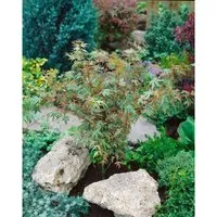 Acer Palmatum Benihichi-Henge Japanischer Ahorn