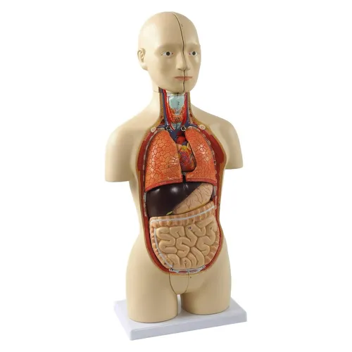 Mini Torso Anatomie Modell 42cm, 16-teilig, zweigeschlechtig - Hochwertiges anatomisches Modell aus PVC für den Bildungsbereich. Ideal zur Veranschaulichung menschlicher Organe und deren Positionierung. Perfekt für Schulungen und Präsentationen.