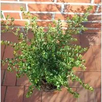 Produktbild Japanische Stechpalme Tandai 15-20cm - Ilex crenata