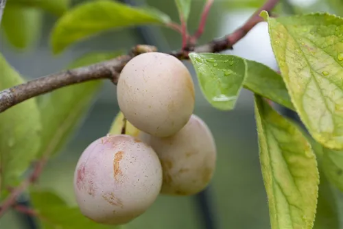 Prunus Domestica Mirabelle Von Nancy Pflaume von Pflanzen für Dich