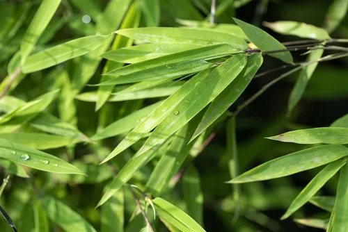 Fargesia nitida 'Black Pearl' - Schwarzer Gartenbambus, winterhart, 1 St. - Der Fargesia nitida 'Black Pearl' ist ein eleganter, immergrüner Gartenbambus mit dunklen Halmen. Ideal als pflegeleichte Heckenpflanze oder dekorativer Solitär für moderne Gärten – bringt Struktur und Stil in jeden Außenbereich.