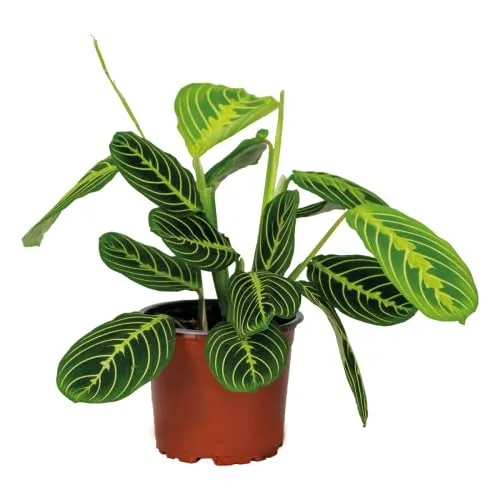 Bloomique - Maranta Lemon Lime - Gebetspflanze - Zimmerpflanzen - Luftreinigend - Höhe 10-15 cm - Topf 12 cm