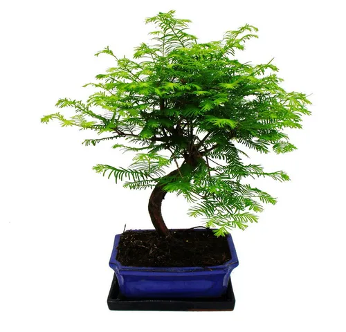 Exotenherz Outdoor-Bonsai Metasequoia glyptostroboides - Einzigartiger Outdoor-Bonsai, liebevoll gestaltet. Ideal für halbschattige bis sonnige Standorte. Jeder Baum ist ein Unikat und sorgt für ein besonderes Ambiente in Ihrem Garten.