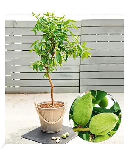 BALDUR Garten Süß-Mandel 