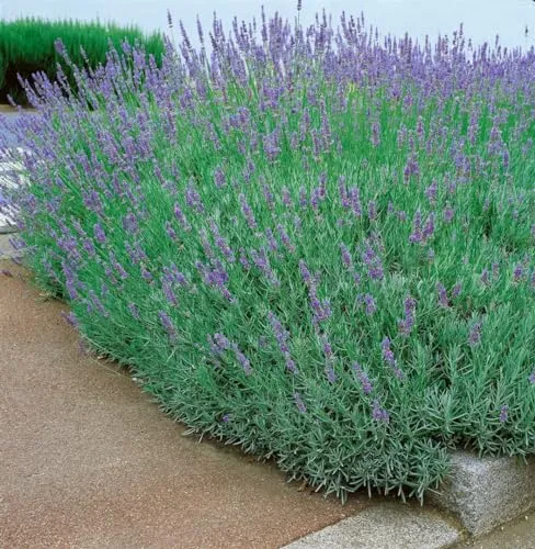Lavandula x intermedia 'Dutch' 9x9 cm Topf – Winterhart, Mehrjährig, Pflegeleicht – Lavendel – Beet- & Kübelpflanze für Garten & Balkon