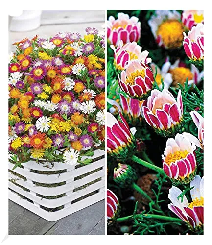 BALDUR Garten 7er Blühende Bodendecker-Kollektion - Vielfältige Bodendecker für sonnige bis halbschattige Standorte. Geringer Pflegeaufwand und mehrjährig blühend – ideal für jeden Garten.