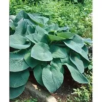 Hosta X Cult. Green Friend Tomatoes Ca. 11x11 cm Topf